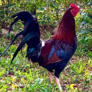 Happy Easter Everyone!!